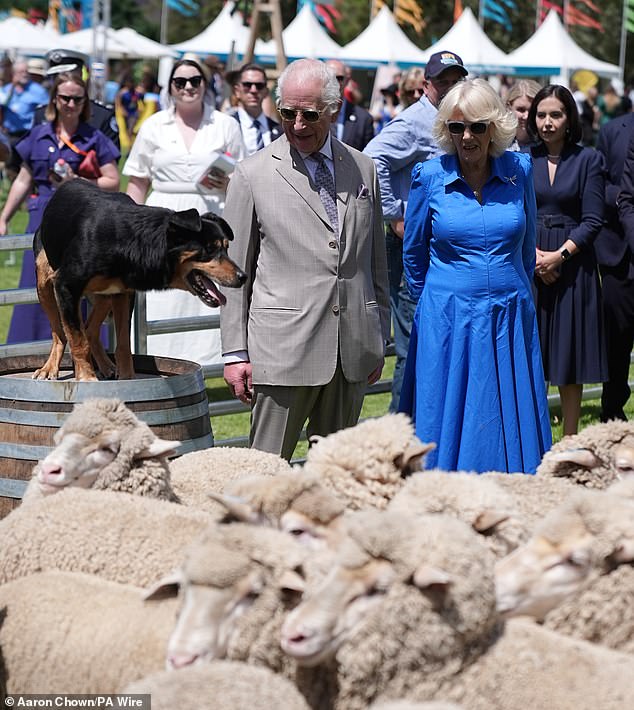 The King and Queen enjoyed a sheepdog exhibition.