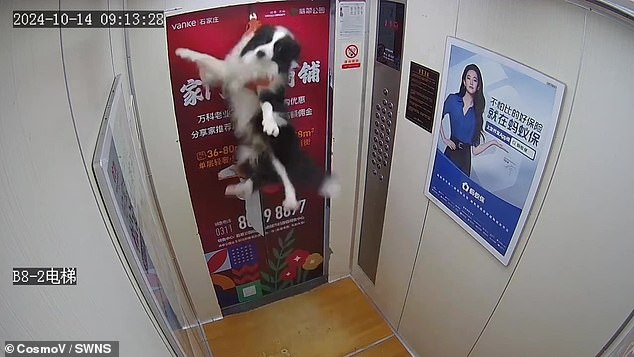 The frightened dog's leash and harness became trapped. Seconds later, the elevator began to move, leaving the puppy dangling and flailing his limbs in fear.