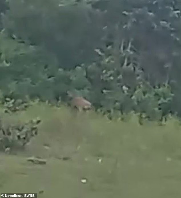 The big cat was seen confidently watching the men from some bushes for a few seconds.