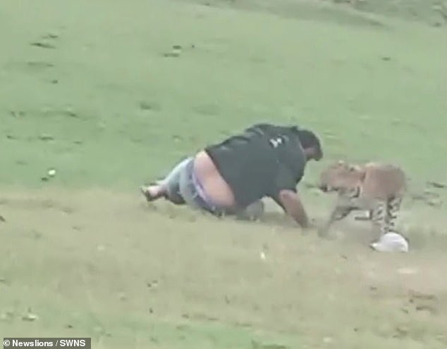 One unfortunate man was caught by the big cat, which pounced on him and grabbed him before dragging him to the ground.