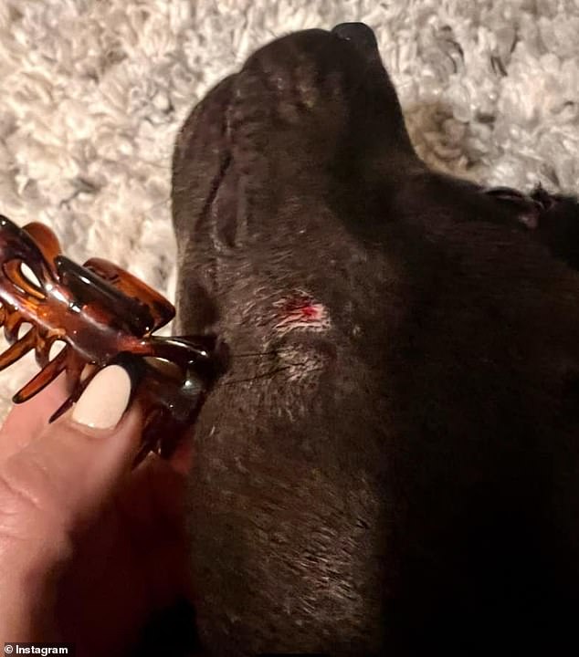 One of the puncture wounds suffered by the nine-month-old puppy (pictured)