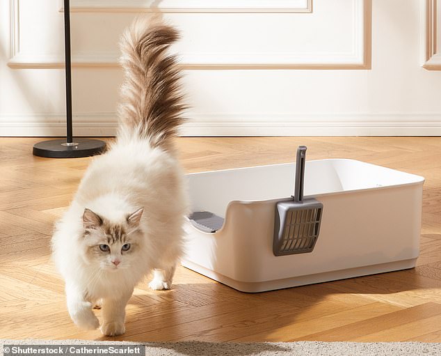 Many Australians believed the tenant would have been afraid of losing her home and that the estate agent should have been more compassionate (file photo of a cat and a litter box)