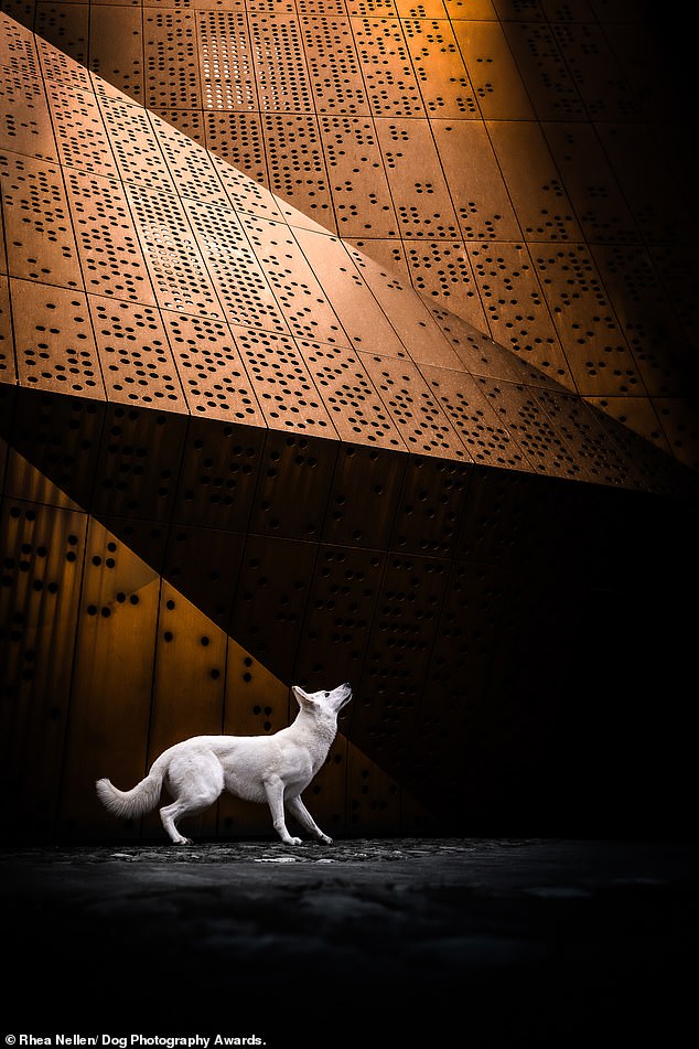 'Ready to take off!' Rhea Nellen took first place in the portrait category with this image of white shepherd Kooki in a museum. The photographer threw his frisbee into the air and managed to capture this striking pose