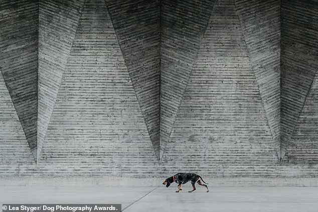 In this photo Zora, the Lucerne Hound, is seen 'hunting' in the Maurerhalle in Basel, Switzerland. It was won by Lea Styger, who took second place in the Portrait category.