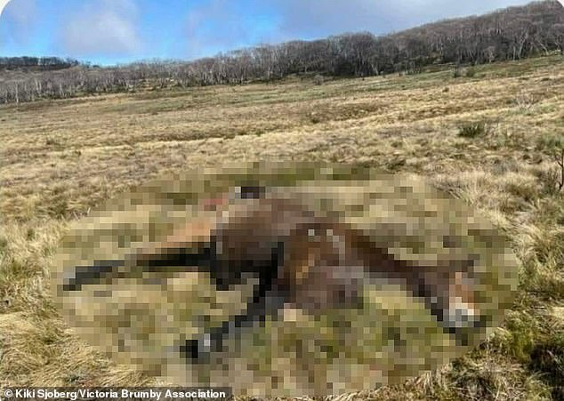 Ms Sjoberg found and photographed the bodies of a mob of 11 wild horses mysteriously shot to death in September 2022.