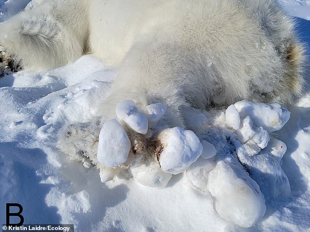 Pictured, severe ice buildup on the hind pads of a sedated adult male polar bear in eastern Greenland in April 2022.