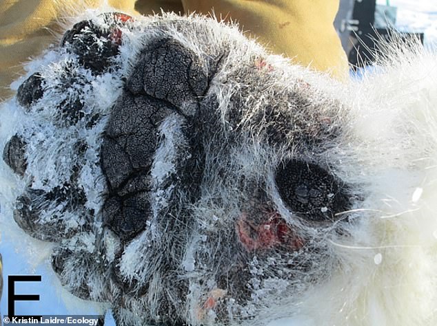 In the photo, an example of ulcerative lesions on the paw of a polar bear. Note the tiny bumps on the foot pads that help provide traction on slippery surfaces.