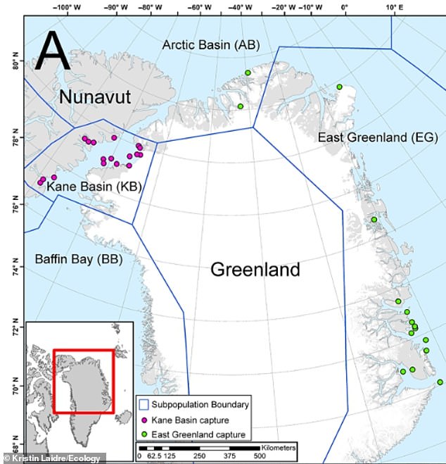 Between 2012 and 2022, Professor Laidre and her co-author studied two populations of polar bears in eastern Greenland and the Kane Basin (located between Canada and Greenland).