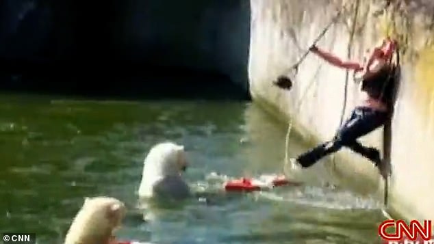 At a steep wall separating the bears from the public, she encountered zookeepers who frantically threw life rings toward the woman while others threw meat and pushed the bears to leave the woman alone.