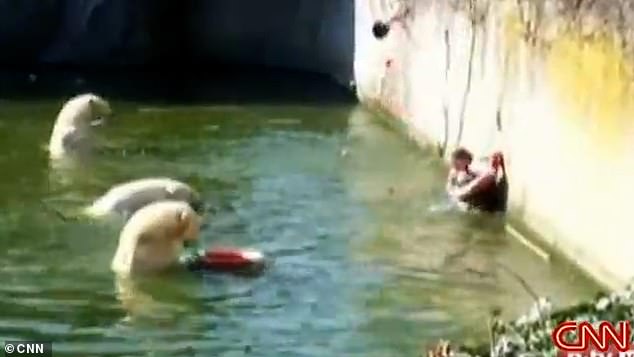 The woman is eventually dragged to safety using a life preserver while zookeepers keep the animals at bay by throwing food at them.