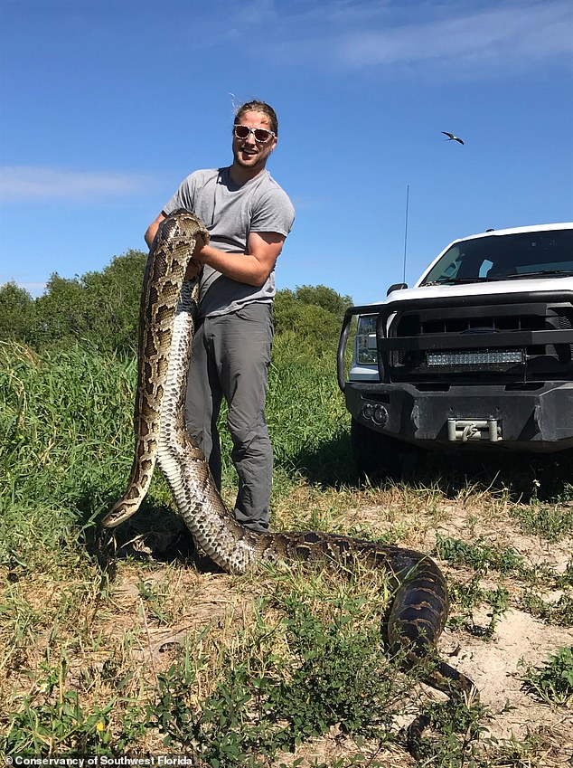 After humanely euthanizing the invasive animal for research, experts concluded that Burmese pythons can consume even larger prey than previously imagined. Pictured: Ian Easterling with the now dead python