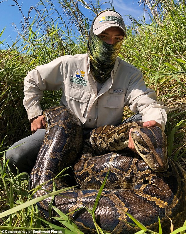 According to their newly published study titled 'Big pythons, Big Gape, and Big Prey', the super predator can eat anything as long as it fits in its mouth. Pictured: The python after being euthanized with a member of The Conservancy