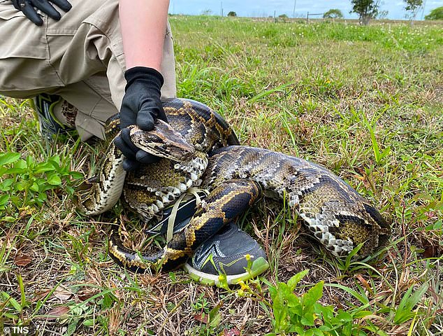 Experts explained that the python has a huge opening, as its lower jaws are not fused at the front, allowing its mouth to stretch widely.