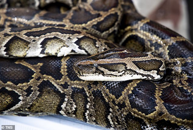 While pythons eat common native species and non-native species such as Norway rats, they are also known to consume threatened or endangered native species, including Key Largo woodrats.