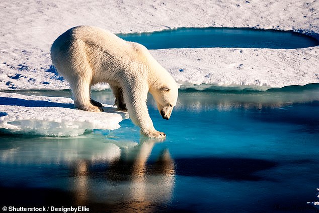 Three new airports are planned, allowing more visitors to observe Greenland's resident polar bears (file photo)