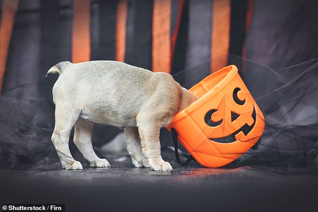 Dr. Simon says it's very important to keep all candy and chocolate out of dogs' reach all year round, but especially around Halloween.