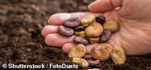 Plant broad beans in a sunny, well-draining location and add compost.