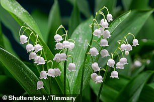 Convallaria majalis (pictured) in the Princess of Wales's bridal bouquet