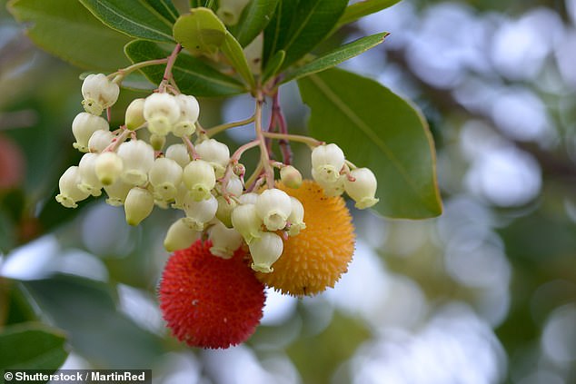 Arbutus Unedo (pictured) is commonly known as strawberry tree because it produces distinctive round red fruits in autumn.