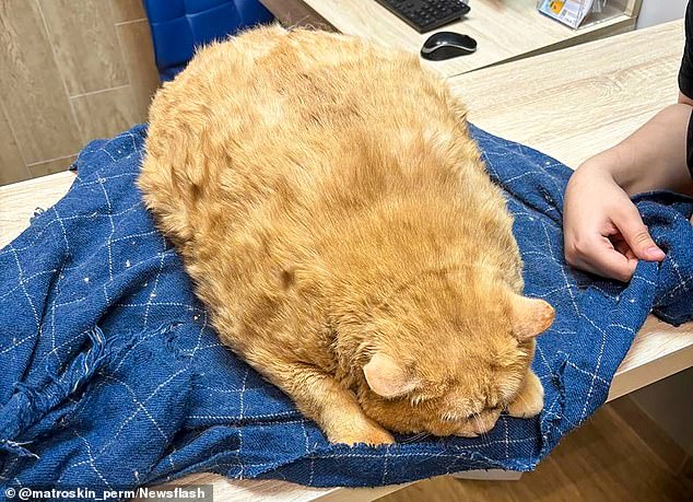 Korshik lived in the basement of a Perm hospital, where he is believed to have settled after being abandoned by his owners. After being rescued, he faced a life of dieting and exercise while veterinarians attempted to reduce him to a healthier weight of 10 pounds.