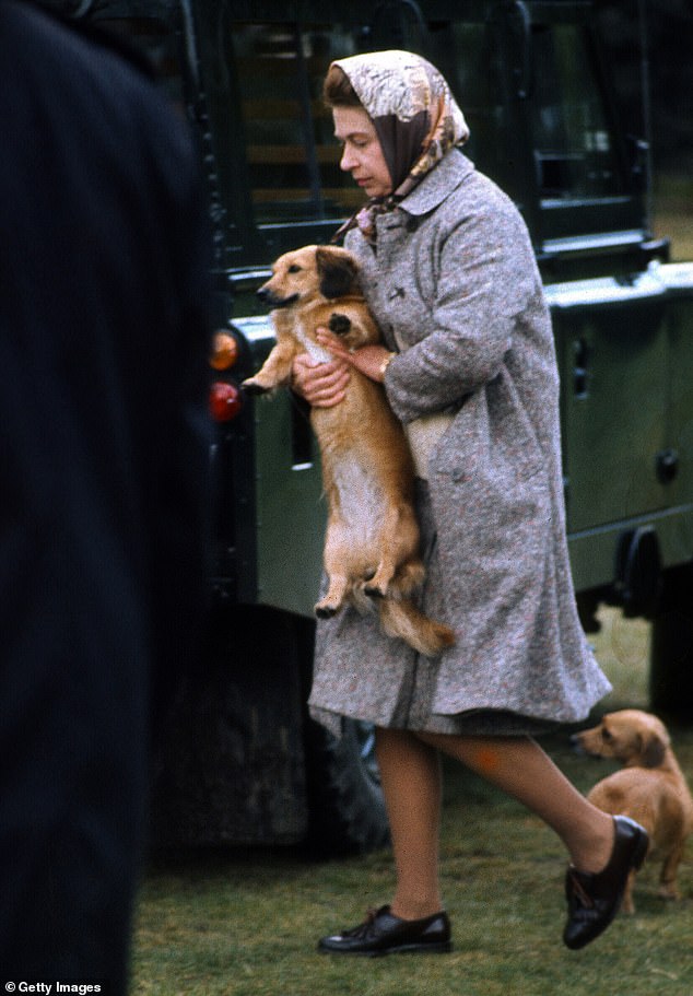 Award-winning journalist Craig Brown tells the story of ferocious stray dogs and their nature 