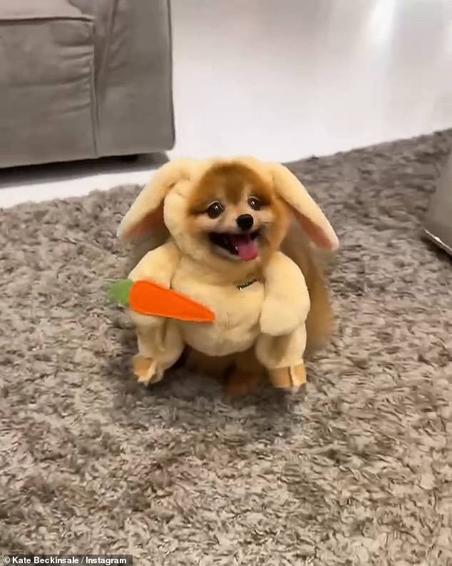 In another video, Kate plays with her dog Wylf while he dresses up as a rabbit with a carrot.