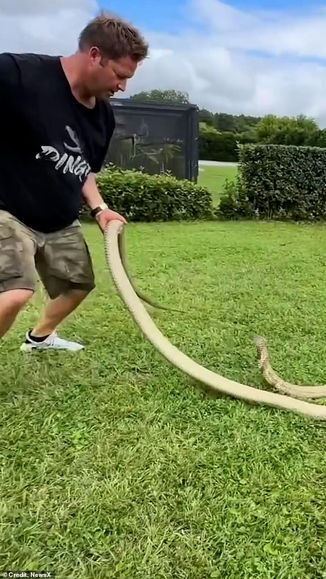 A video showed Dingo handling a dangerous cobra about a month ago; the video remains on his YouTube channel.