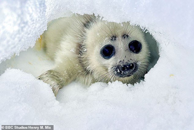 The series will show animals as far north as the Baikal seal in Russia.