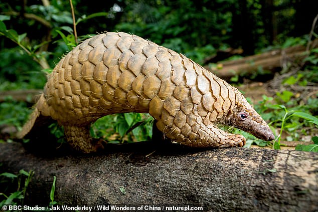 The series will show animals from the south to the Pangolin in Singapore.