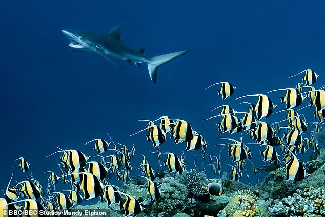 Fish and a shark caught on camera during the crew's four-year expedition