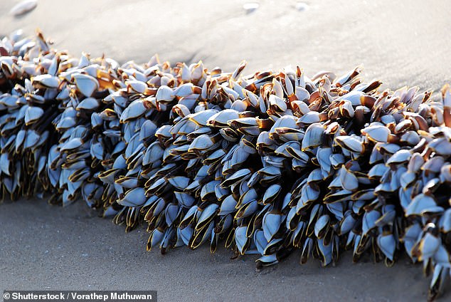 The strange sea creatures are considered a delicacy and many locals suggested that Port Elliot residents eat them.