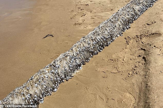 1730198843 756 Weird alien like object washes up on Australian beach