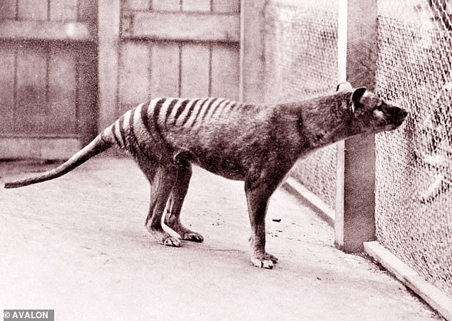 The last known thylacine died in captivity at a Hobart zoo in 1936 (pictured)