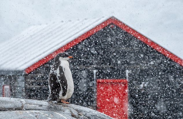 Maggie says: 'Having penguins as neighbors is going to be absolutely amazing'