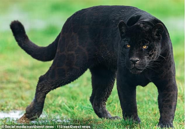 The panther was freed from its cage by the friends of the boy's father (File image)