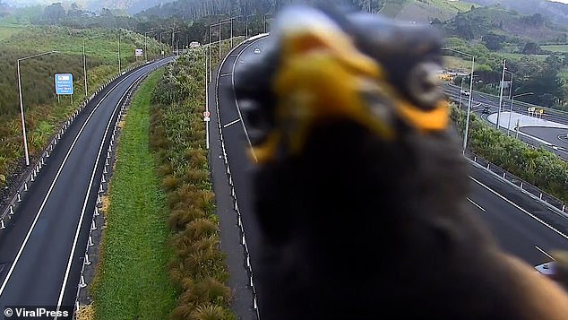 Footage shows the myna landing in front of the camera monitoring a section of the Northern Gateway toll road, between Silverdale and Puhoi, on October 21.