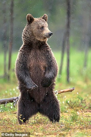 Margaret spots a grizzly bear from the safety of a viewing hide (file image)