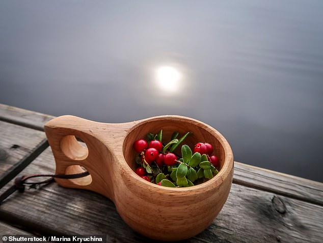 Margaret uses a kuksa, a traditional cup carved from birch, to forage for berries (file image)