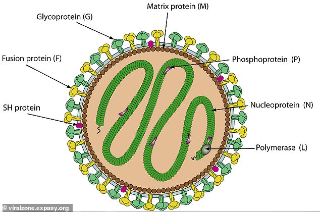 Jeilong viruses were discovered relatively recently, so researchers are still unsure how these pathogens work and whether they would make humans seriously ill. They belong to the same family of viruses that cause respiratory diseases. The virus in the image is not the same strain as the species found in Florida.