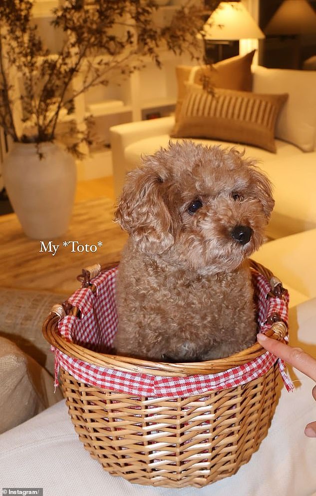 The model's beloved pet dog, Oliver Sprinkles, played the role of Dorothy's dog, Toto.