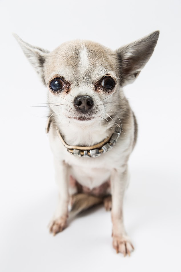 Jenni Murray's dog Madge is keeping her at home while the now 10-year-old Chihuahua recovers from cataract surgery.