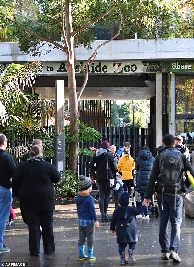 'Snowy' attracted visitors to Adelaide Zoo for many years for its unique, bleached fur