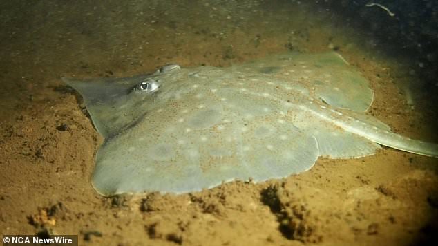 The Maugean stingray is only found in Macquarie Harbor in Tasmania.