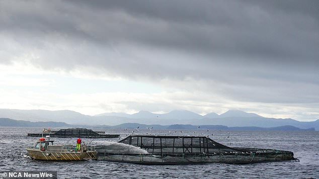 Salmon farms operate in Macquarie Harbor in Tasmania