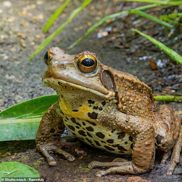 If any of the stars bother the deadly toads, they can dump toxins into your eyes causing pain and vision problems and their milky venom can affect your heart and breathing.