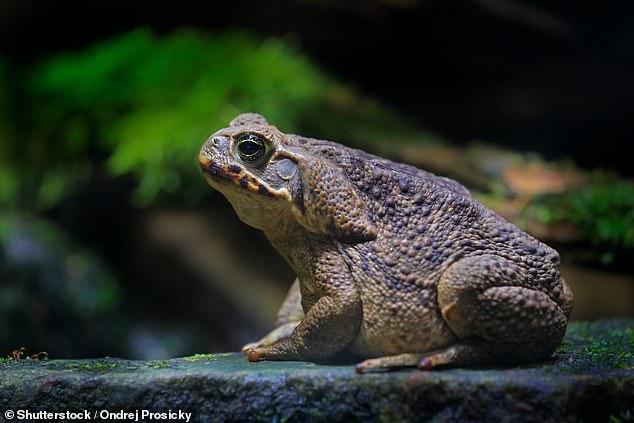 In addition to the harm they can cause to humans, toads can kill animals such as dogs, snakes, and even crocodiles with their toxins.