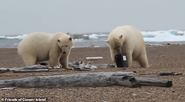 As sea ice melts and polar bears search for food, the murre colony has been decimated by polar bears