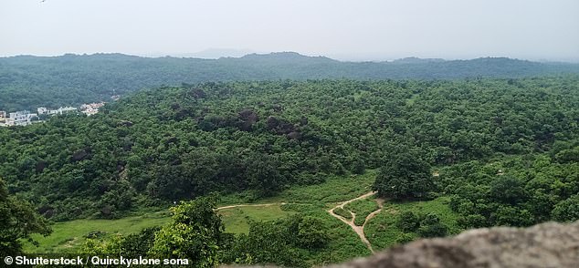 The three friends ventured into the Abapur forest (pictured), near the central Indian town of Gadchiroli, after receiving reports that an elephant had been sighted nearby.