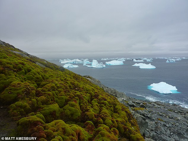 Previous studies have shown that, like many polar regions, the Antarctic Peninsula is warming faster than the global average. In the photo: Green Island