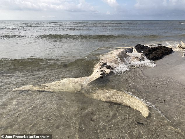 The humpback whale's penis is believed to belong to a whale that appeared earlier this year (pictured)